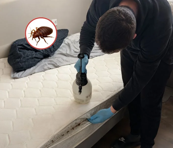 Technicien traitant un matelas contre les punaises de lit à Ableiges
